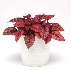 CGASPL Imported Flower Seeds Hypoestes Splash Red Seeds