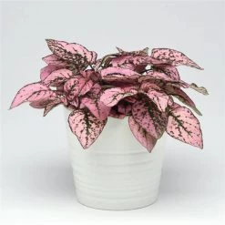CGASPL Imported Flower Seeds Hypoestes Splash Pink Seeds