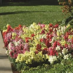 Pan American Seeds Antirrhinum Snapshot Mix Flower Seeds