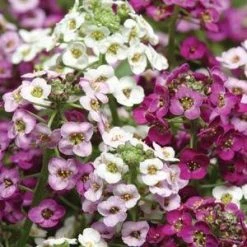 CGASPL Alyssum Clear Crystals Mix Flower Seeds