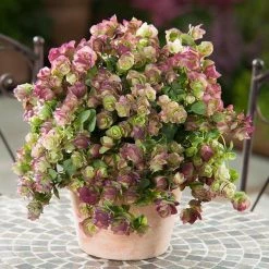 CGASPL Ornamental Oregano Kirigami Seeds Imported Flower Seeds