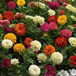 CGASPL Zinnia State Fair Mix Flower Seeds Imported Flower Seeds