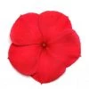 CGASPL Vinca Titan Dark Red Flower Seeds