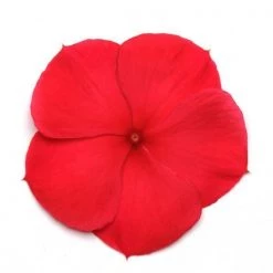 CGASPL Vinca Titan Dark Red Flower Seeds