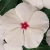 CGASPL Vinca Titan Polka Dot Flower Seeds