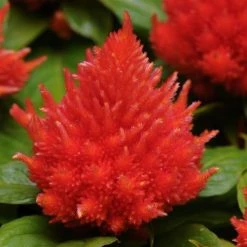 CGASPL Imported Flower Seeds Celosia Plumosa Ice Cream Orange Flower Seeds