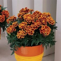 CGASPL Imported Flower Seeds Marigold French Durango Flame Flower Seeds