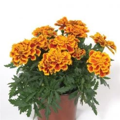 CGASPL Marigold French Durango Bee Flower Seeds Imported Flower Seeds