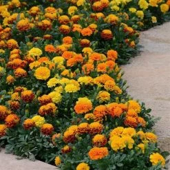 CGASPL Imported Flower Seeds Marigold French Hot Pak Mix Flower Seeds