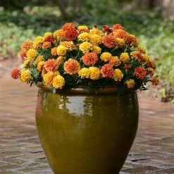 CGASPL Imported Flower Seeds Marigold French Strawberry Blonde Flower Seeds