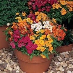 Pan American Seeds Nemesia Sundrops Mix Flower Seeds