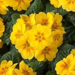 CGASPL Imported Flower Seeds Primula Acaulis Danova Yellow With Eye Flower Seeds