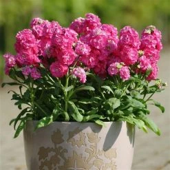 CGASPL Imported Flower Seeds Stock Hot Cake Pink Flower Seeds