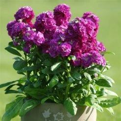 CGASPL Imported Flower Seeds Stock Hot Cake Purple Flower Seeds