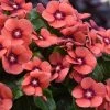 CGASPL Imported Flower Seeds Vinca Tattoo Tangerine Flower Seeds