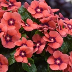 CGASPL Imported Flower Seeds Vinca Tattoo Tangerine Flower Seeds