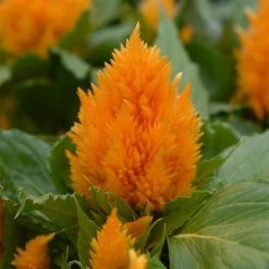 CGASPL Celosia Plumosa Ice Cream Yellow Flower Seeds