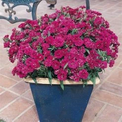 CGASPL Dianthus Dynasty Purple Flower Seeds Imported Flower Seeds