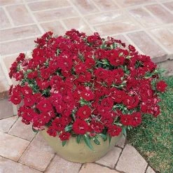 CGASPL Dianthus Dynasty Red Flower Seeds