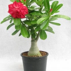 CGASPL Plants DL 24 Adenium Double Layer Rose Flower Plant