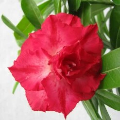 CGASPL Plants DL 24 Adenium Double Layer Rose Flower Plant
