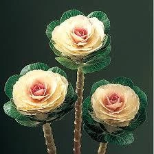 CGASPL Ornamental Cabbage Lucir White Flower Seeds