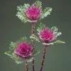 CGASPL Imported Flower Seeds Ornamental Cabbage Crane Feather Queen Flower Seeds 1 CGASPL Imported Flower Seeds Ornamental Cabbage Crane Feather Queen Flower Seeds