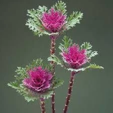 CGASPL Imported Flower Seeds Ornamental Cabbage Crane Feather Queen Flower Seeds