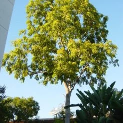 CGASPL Acrocarpus Fraxinifolius(Qg) Seeds-1 Kg Trees Of India