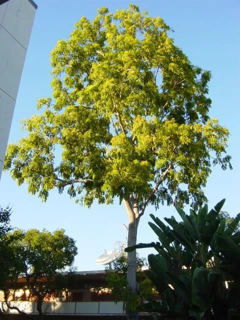 CGASPL Acrocarpus Fraxinifolius(Qg) Seeds-1 Kg Trees Of India 4 CGASPL Acrocarpus Fraxinifolius(Qg) Seeds-1 Kg Trees Of India