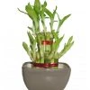 CGASPL 2 Layer Lucky Bamboo With Small Ceramic Pot Grey 1 CGASPL 2 Layer Lucky Bamboo With Small Ceramic Pot Grey
