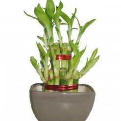 CGASPL 2 Layer Lucky Bamboo With Small Ceramic Pot Grey