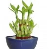 CGASPL 2 Layer Lucky Bamboo With Small Ceramic Pot Blue Lucky Bamboos 2 CGASPL 2 Layer Lucky Bamboo With Small Ceramic Pot Blue Lucky Bamboos