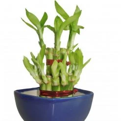 CGASPL 2 Layer Lucky Bamboo With Small Ceramic Pot Blue Lucky Bamboos