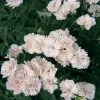 CGASPL Imported Flower Seeds Dianthus Dynasty White Blush Flower Seeds 1 CGASPL Imported Flower Seeds Dianthus Dynasty White Blush Flower Seeds
