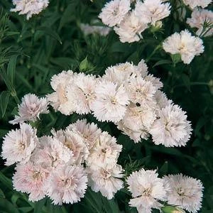 CGASPL Imported Flower Seeds Dianthus Dynasty White Blush Flower Seeds 3 CGASPL Imported Flower Seeds Dianthus Dynasty White Blush Flower Seeds