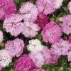 CGASPL Dianthus Dynasty Pink Magic Flower Seeds Imported Flower Seeds