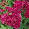 CGASPL Dianthus Dynasty Purple Flower Seeds Imported Flower Seeds 2 CGASPL Dianthus Dynasty Purple Flower Seeds Imported Flower Seeds