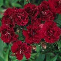 CGASPL Dianthus Dynasty Red Flower Seeds