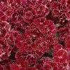 CGASPL Imported Flower Seeds Dianthus Dynasty Rose Lace Flower Seeds 1 CGASPL Imported Flower Seeds Dianthus Dynasty Rose Lace Flower Seeds