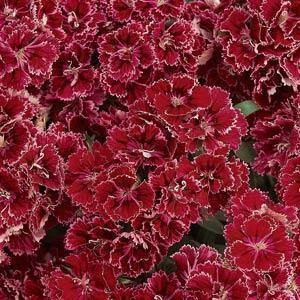 CGASPL Imported Flower Seeds Dianthus Dynasty Rose Lace Flower Seeds 3 CGASPL Imported Flower Seeds Dianthus Dynasty Rose Lace Flower Seeds