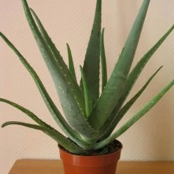 CGASPL Alovera Plant (Aloe Barbadensis) Plants 7 CGASPL Alovera Plant (Aloe Barbadensis) Plants