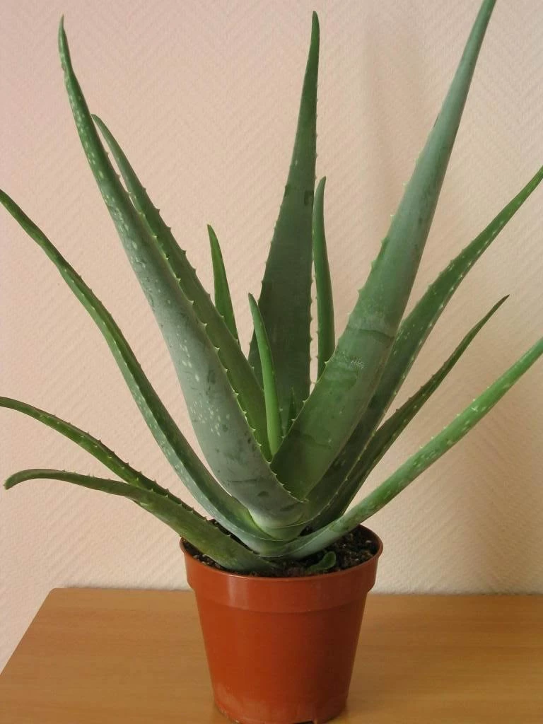 CGASPL Alovera Plant (Aloe Barbadensis) Plants 5 CGASPL Alovera Plant (Aloe Barbadensis) Plants