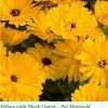 Sakata Seeds Imported Flower Seeds Calendula Yellow W/Black Centre Flower Seeds