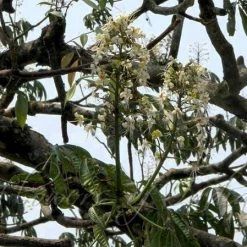 CGASPL Aesculus Assamica Seeds-1 Kg Trees Of India