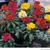 Takii Seeds Imported Flower Seeds Erysimum Charity Mix Flower Seeds