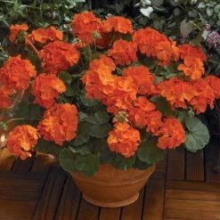 CGASPL Geranium Maverick Orange Flower Seeds Imported Flower Seeds