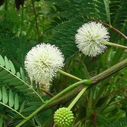 CGASPL Enterolobium Cyclocarpum Seeds - 1 Kg