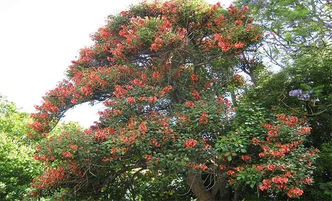 CGASPL Erythrina Indica-Coral Tree (Qg) Seeds-1 Kg Trees Of India 3 CGASPL Erythrina Indica-Coral Tree (Qg) Seeds-1 Kg Trees Of India