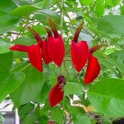 CGASPL Erythrina Indica-Coral Tree (Qg) Seeds-1 Kg Trees Of India 7 CGASPL Erythrina Indica-Coral Tree (Qg) Seeds-1 Kg Trees Of India